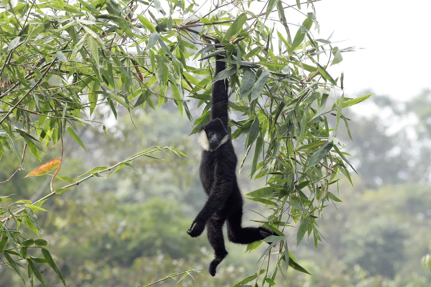 Northern white-cheeked gibbon hanging from a bamboo branch