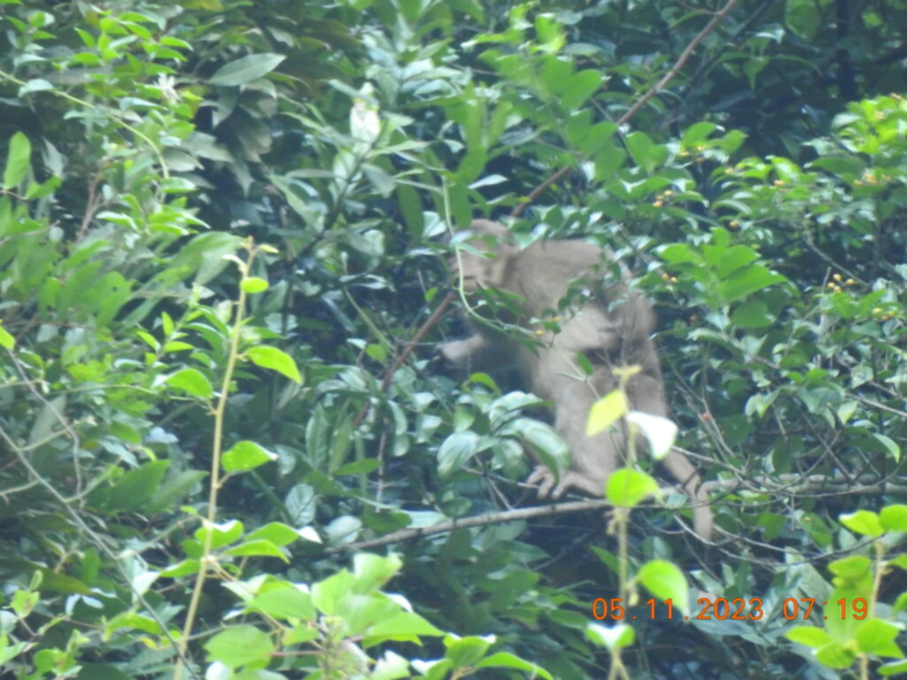 Macaque Population Dynamics in Yen Mo and Tam Diep Forest Areas