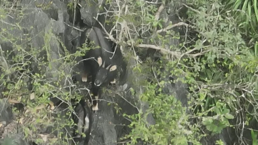 Indochinese serow in limestone forest